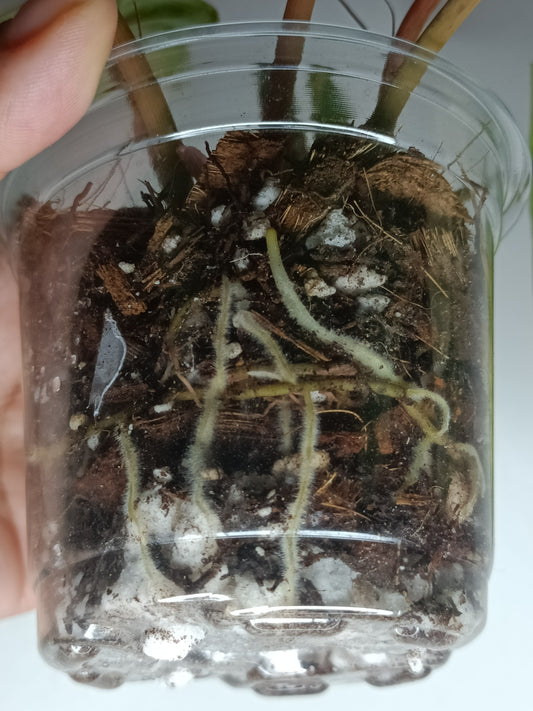 Variegated Billietae