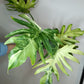 Philodendron Radiatum Variegated