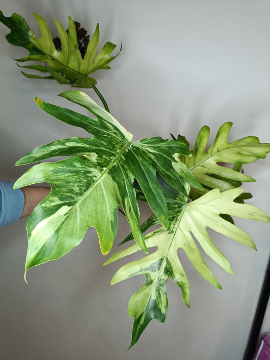 Philodendron Radiatum Variegated