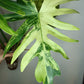 Philodendron Radiatum Variegated