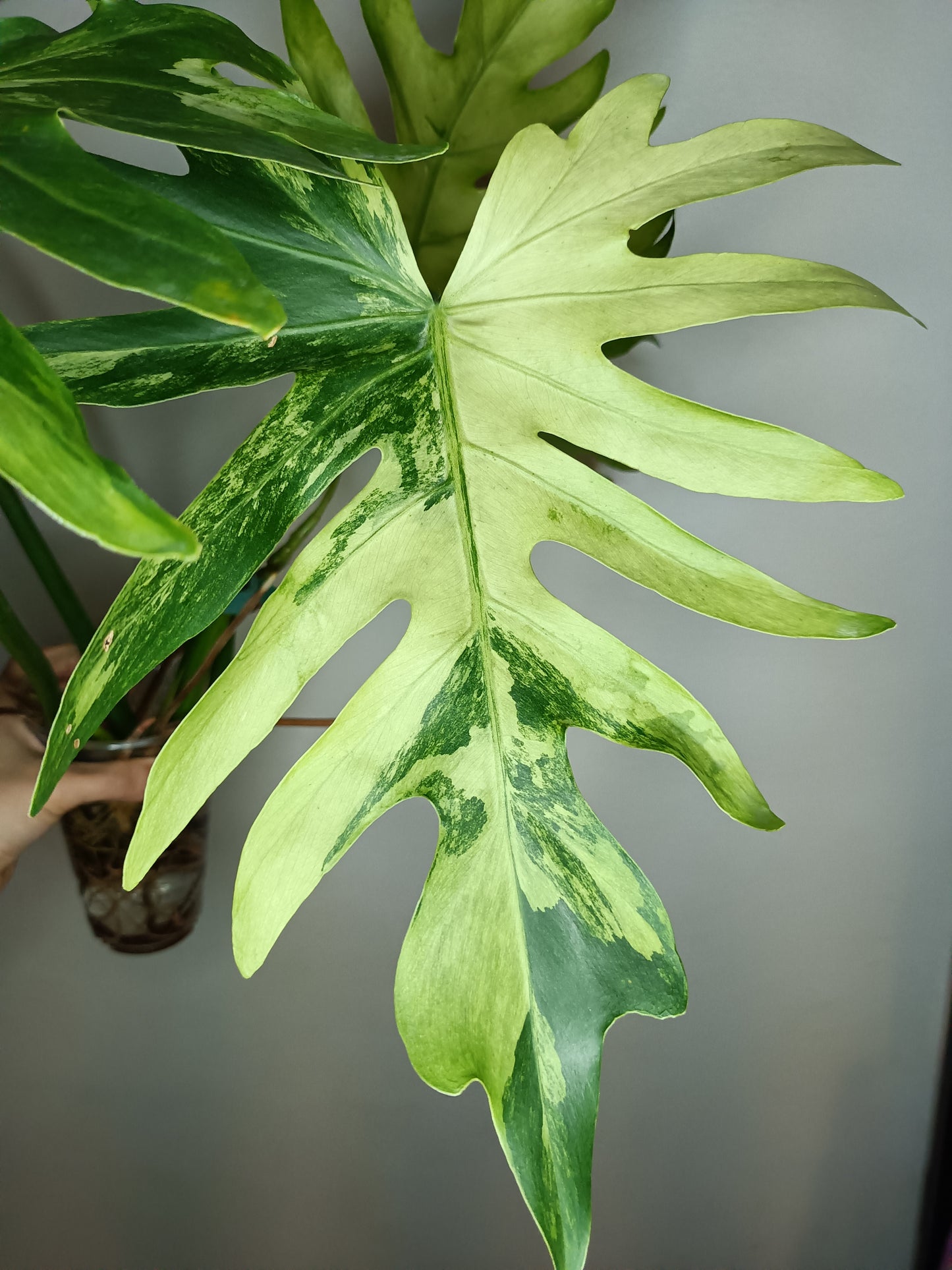 Philodendron Radiatum Variegated