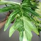 Philodendron Radiatum Variegated