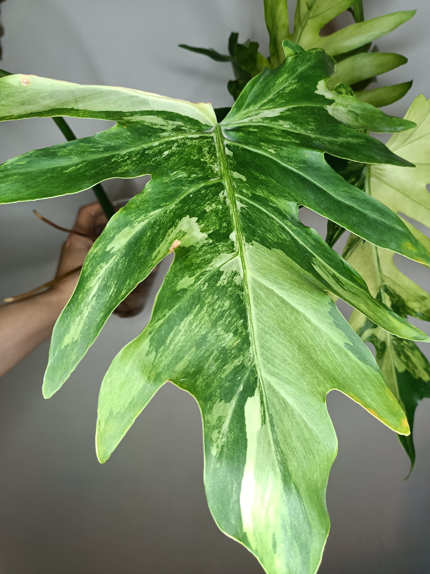 Philodendron Radiatum Variegated