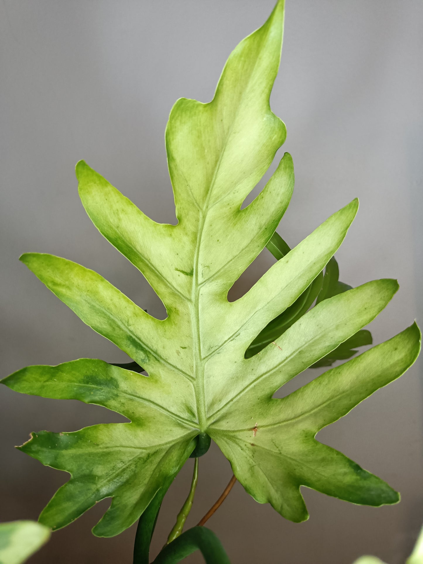 Philodendron Radiatum Variegated