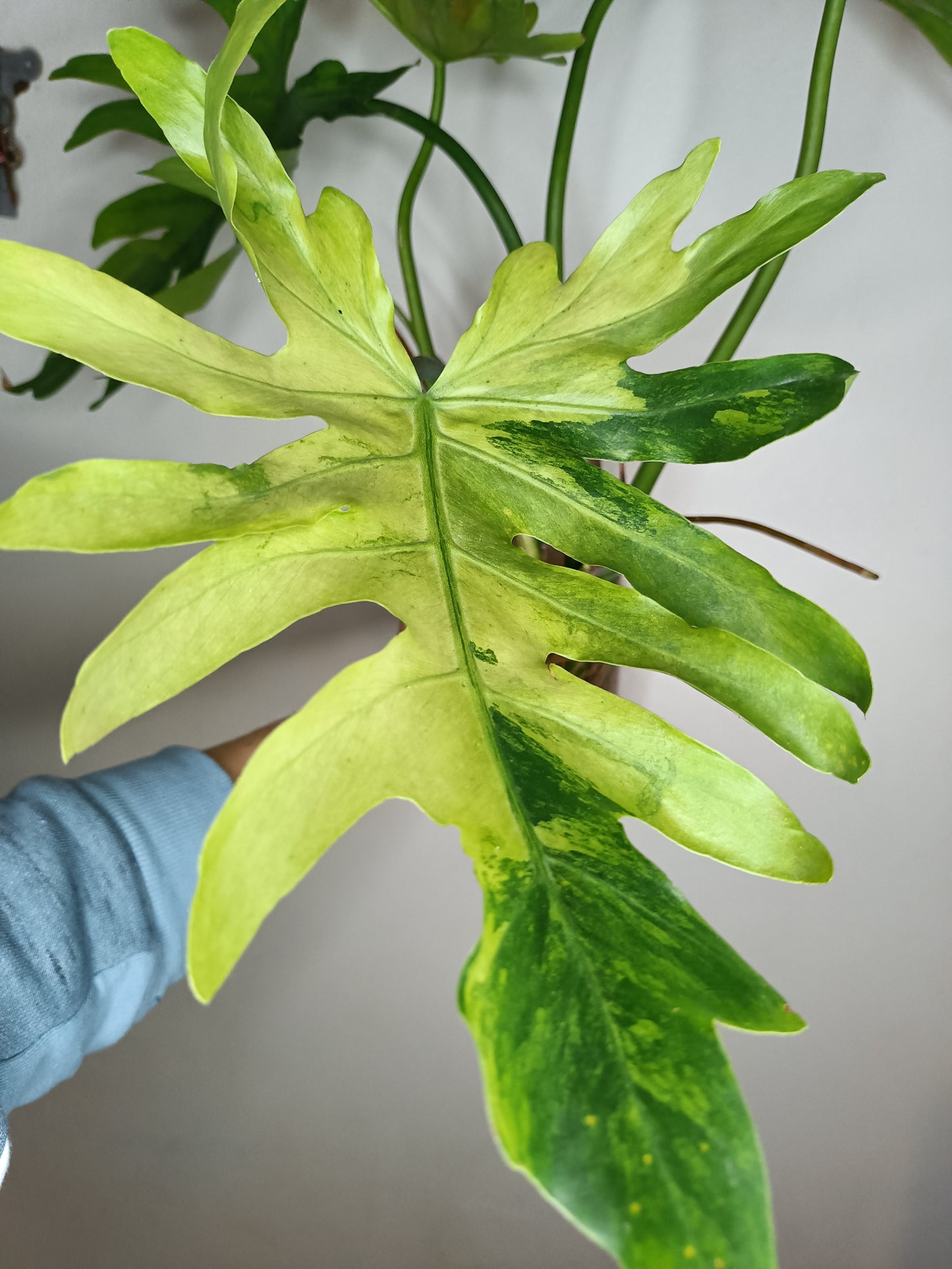 Philodendron Radiatum Variegated