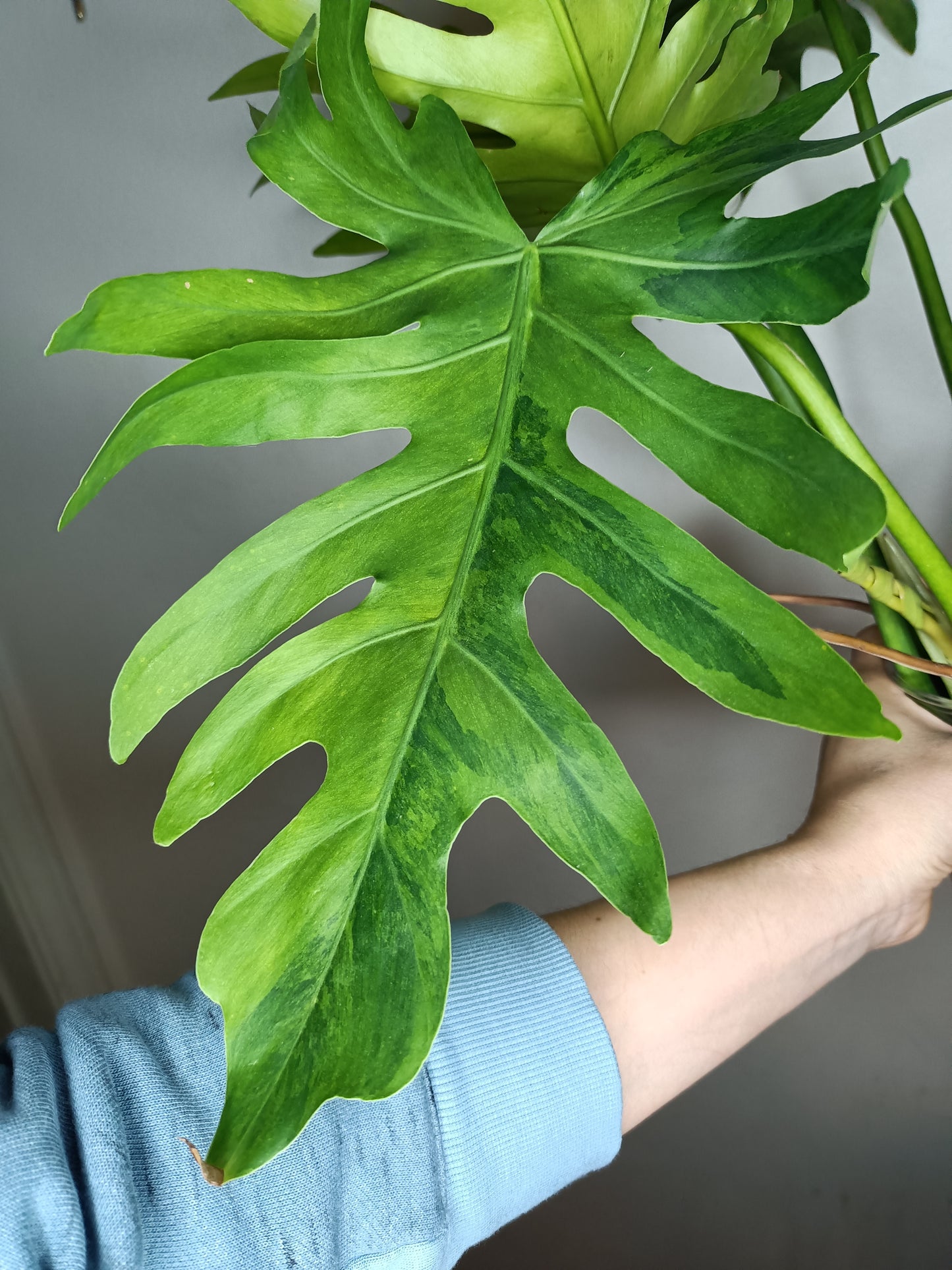 Philodendron Radiatum Variegated