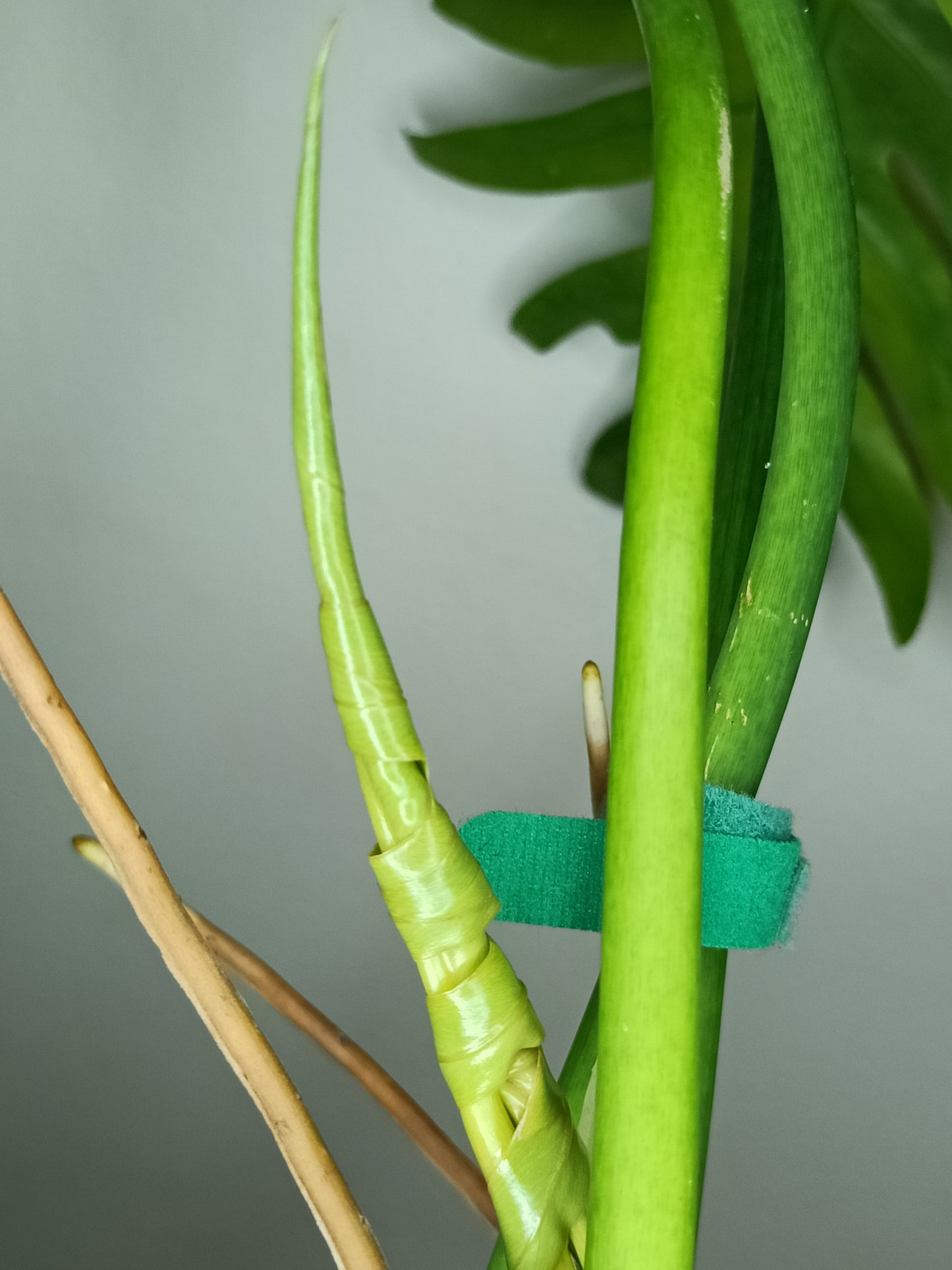 Philodendron Radiatum Variegated