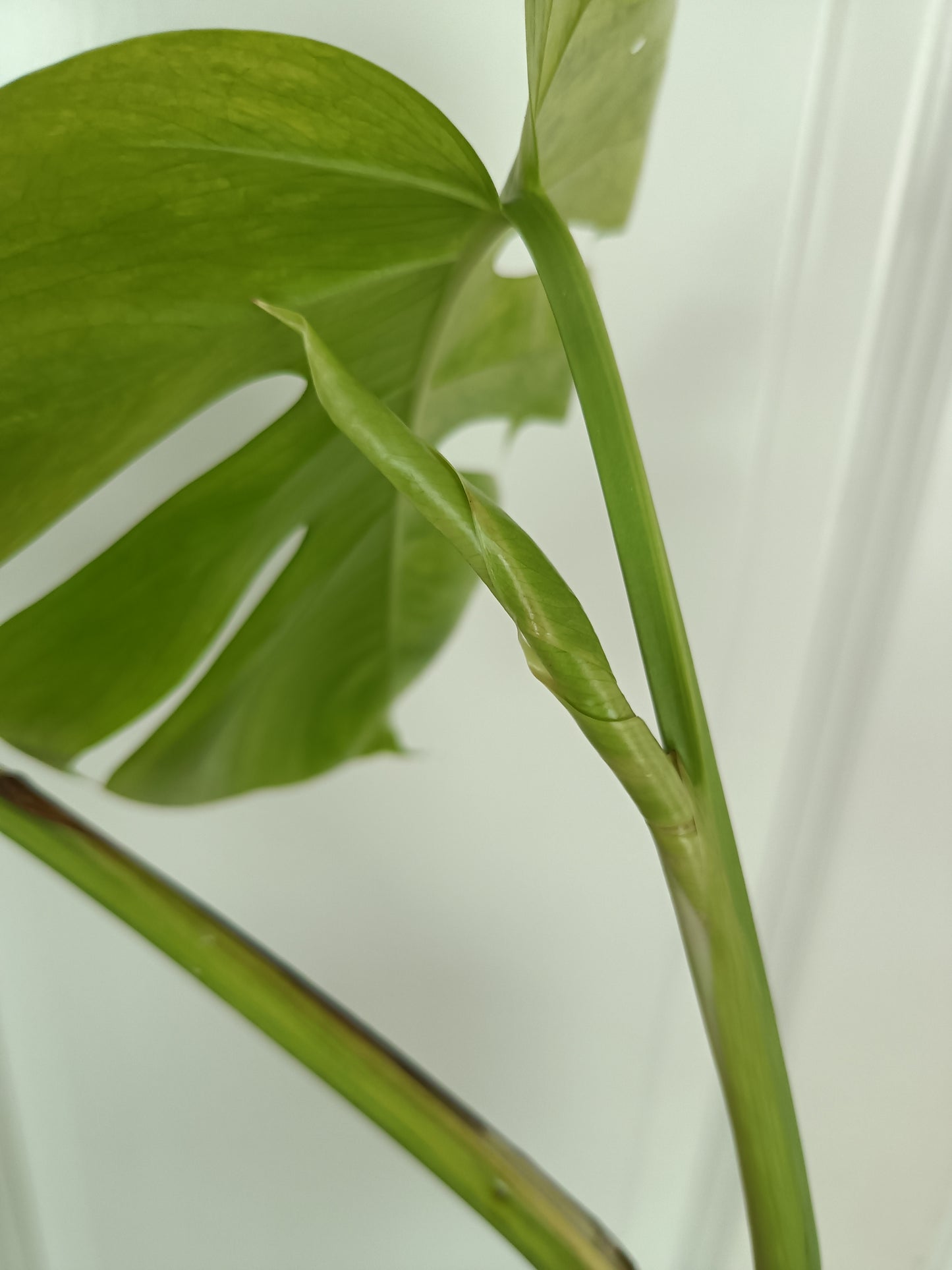 Beautiful Aurea Top Cut  #5