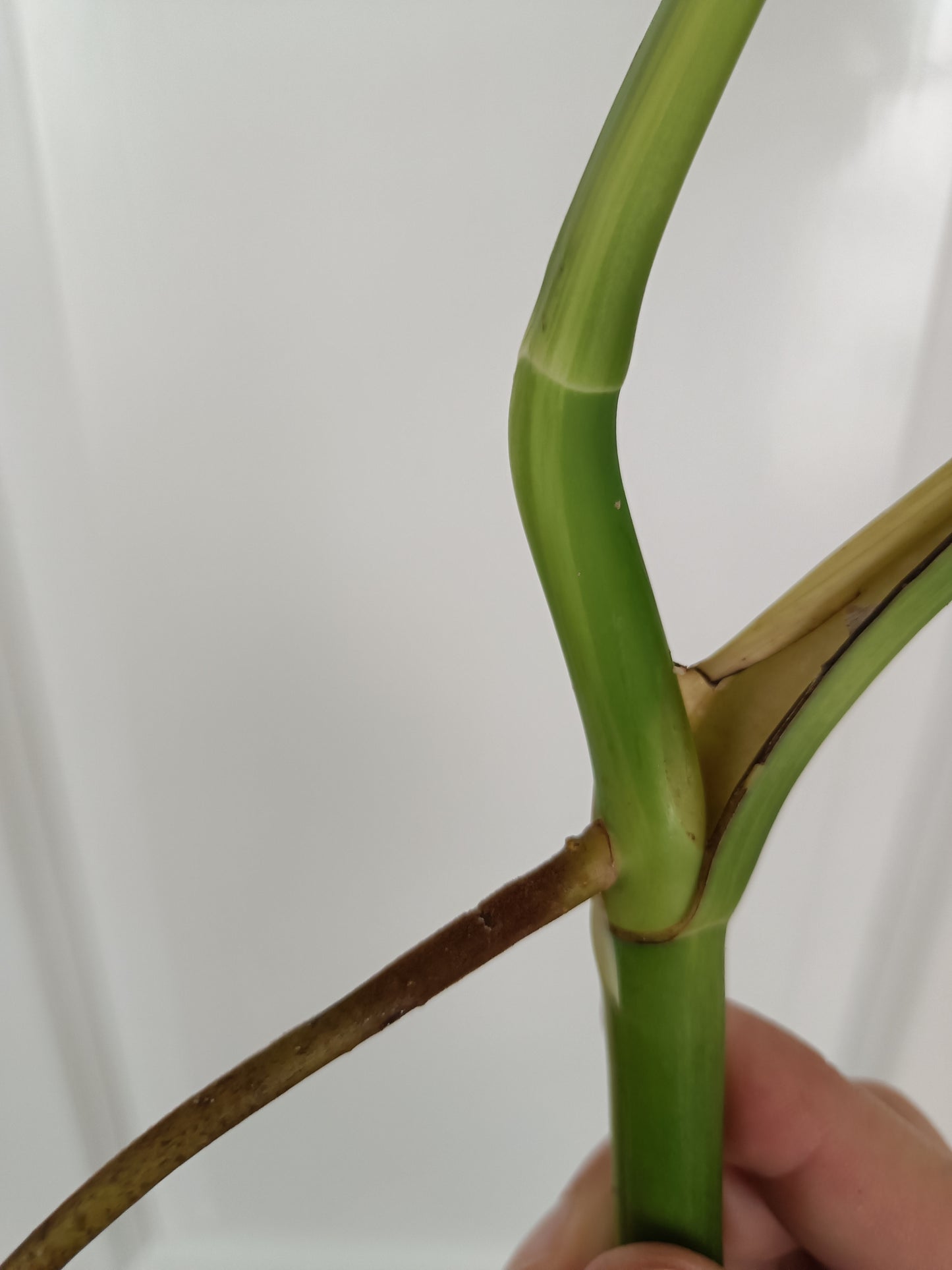 Beautiful Aurea Top Cut  #5