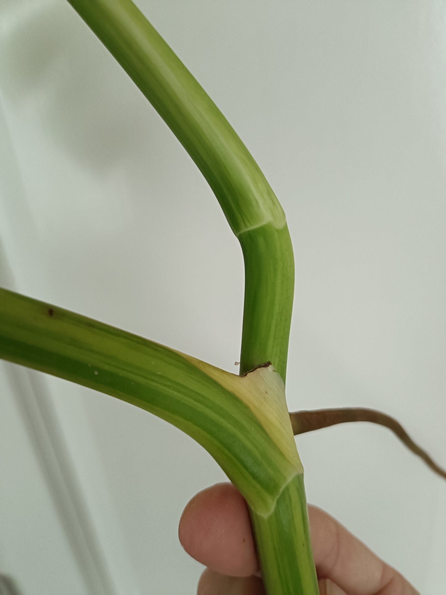 Beautiful Aurea Top Cut  #5