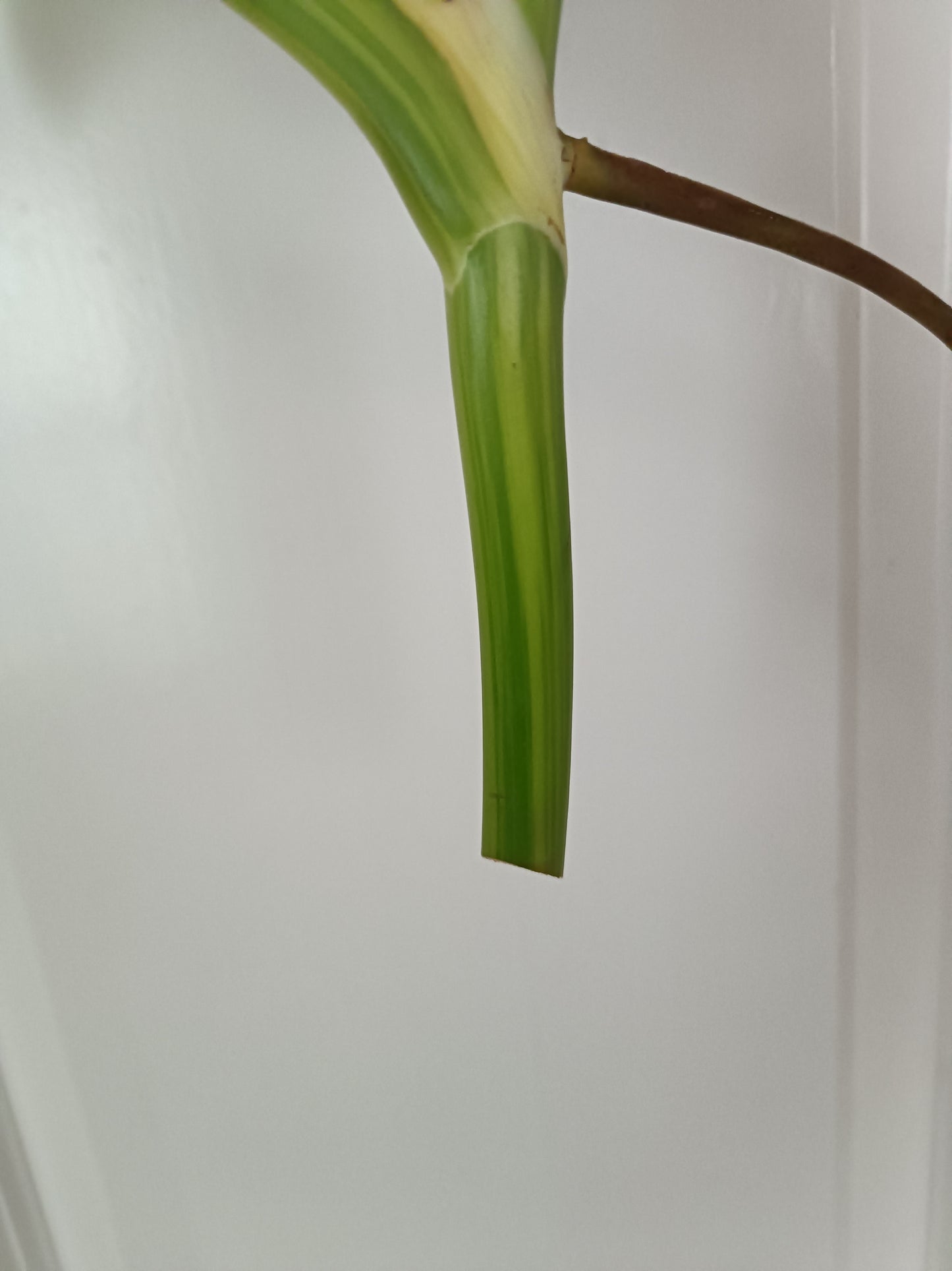 Beautiful Aurea Top Cut  #5