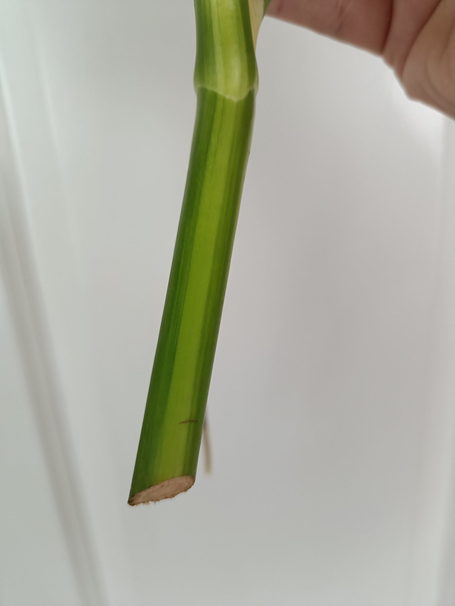 Beautiful Aurea Top Cut  #5