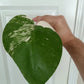 Monstera Albo #2