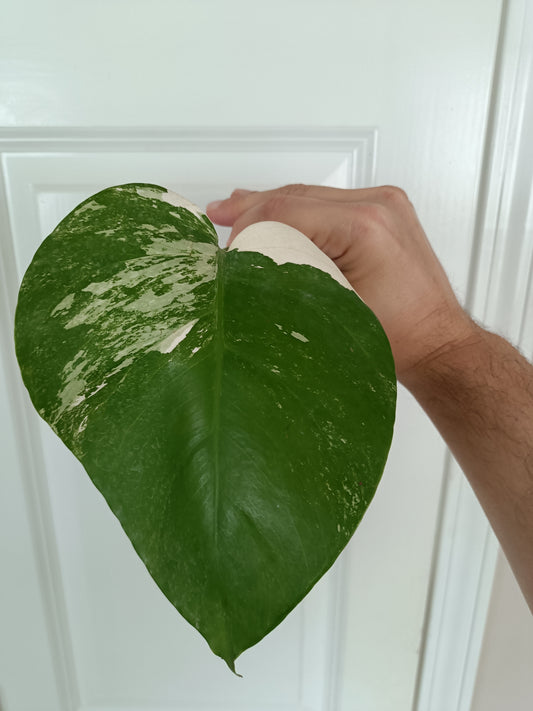 Monstera Albo #2