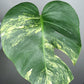 Monstera Aurea MA1