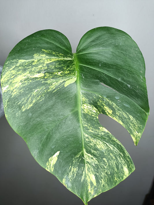 Monstera Aurea MA1