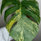 Monstera Aurea MA2