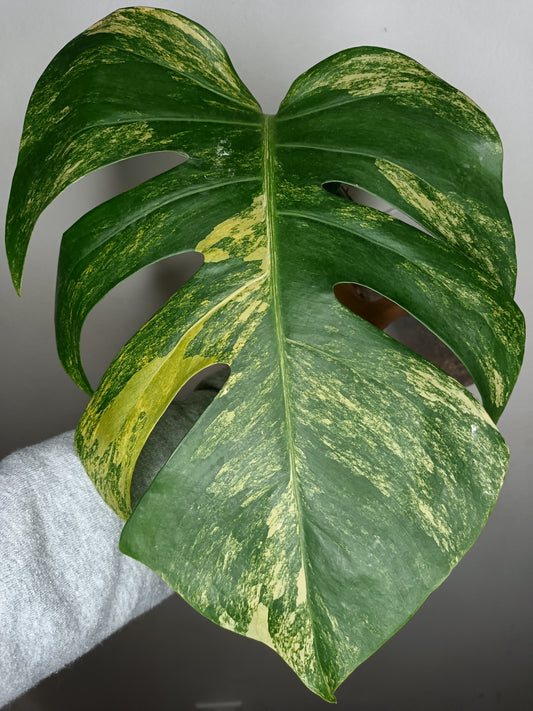 Monstera Aurea MA2