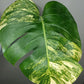 Monstera Aurea MA3