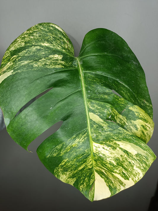 Monstera Aurea MA3