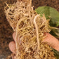 S. Mayari three leaf
