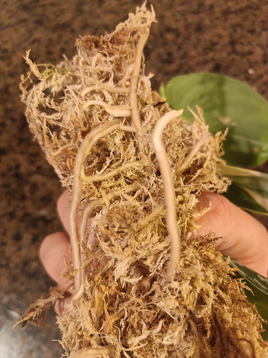 S. Mayari three leaf