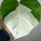 Monstera Albo #1