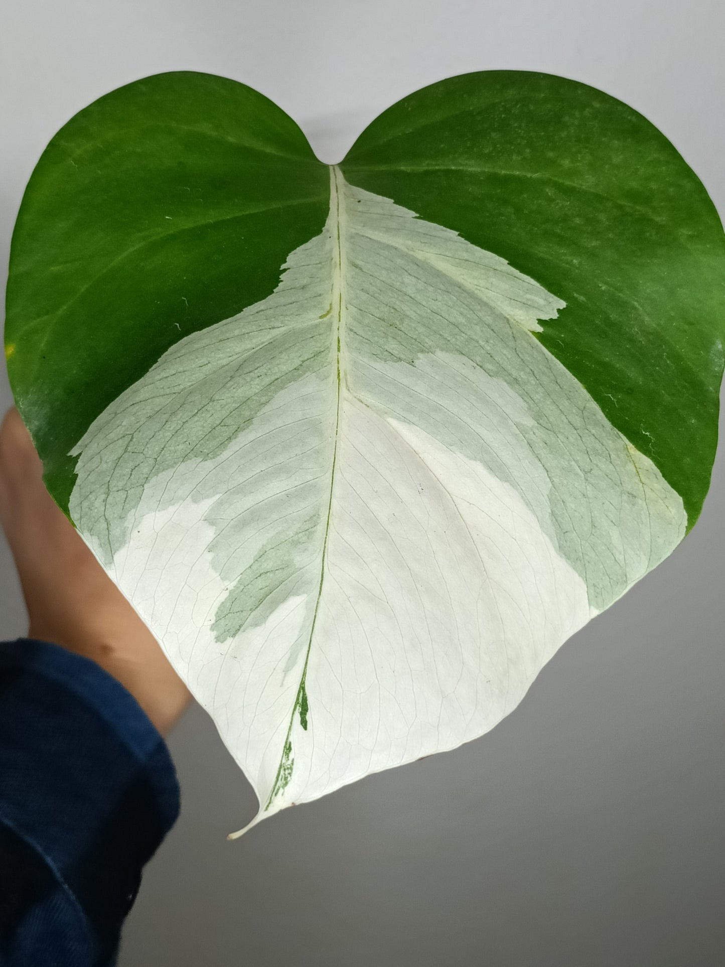 Monstera Albo #1