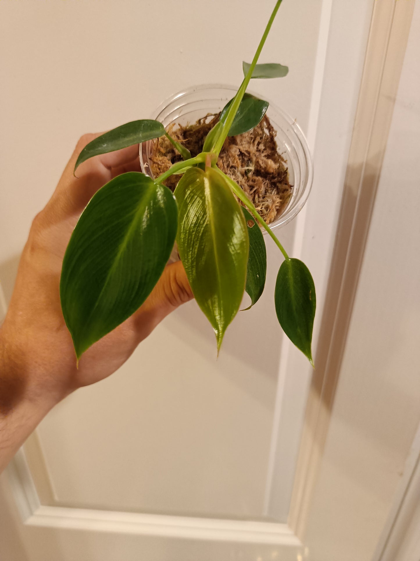 Philodendron Spiritus Sancti