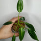 Philodendron Spiritu Sancti  SS2, Monstera obliqua, adansonii tri color, Burle Marx