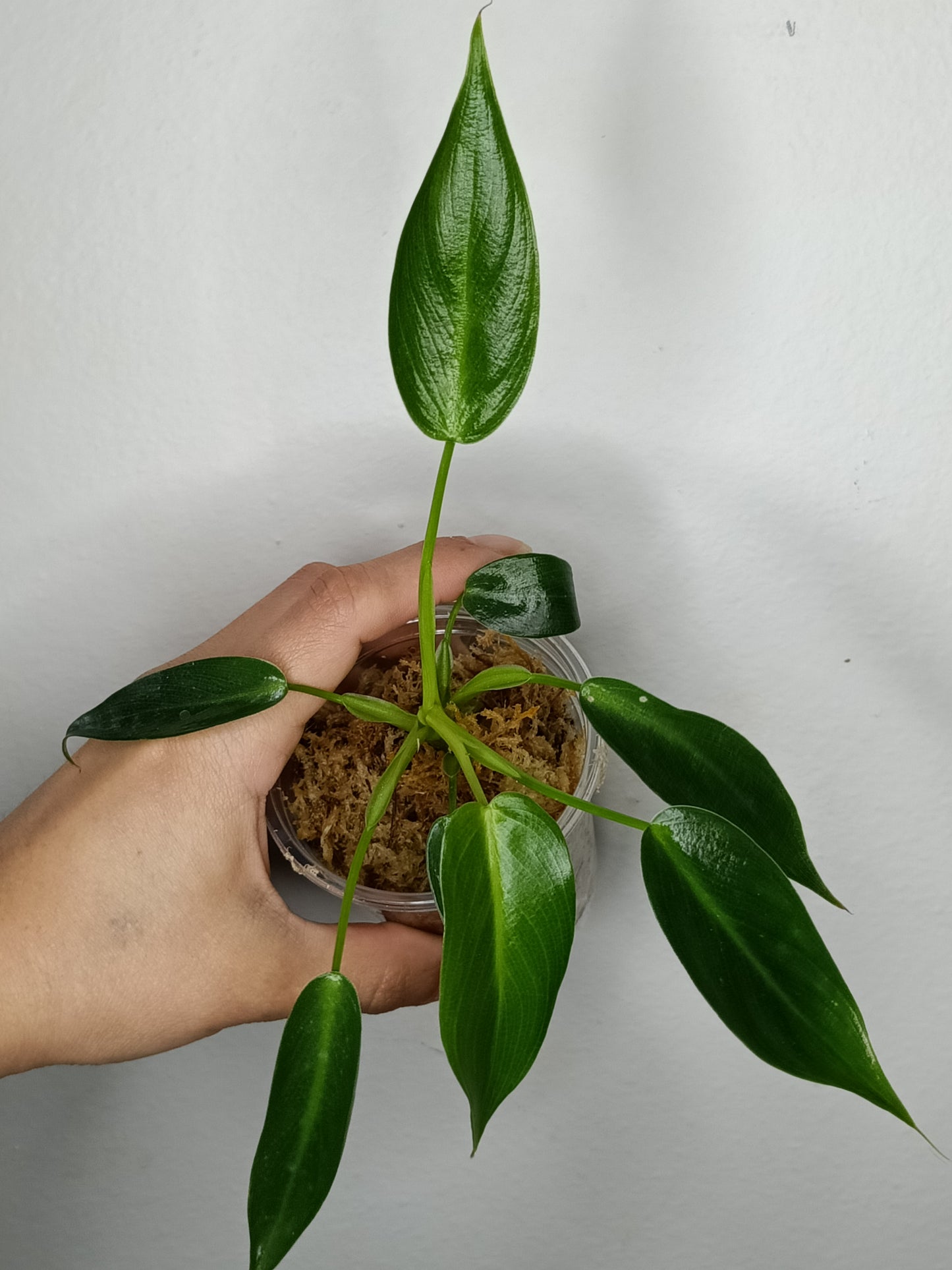 Philodendron Spiritu Sancti  SS2, Monstera obliqua, adansonii tri color, Burle Marx