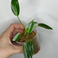 Philodendron Spiritu Sancti  SS3- Reserved Emma Campbell