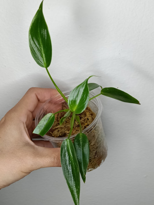 Philodendron Spiritu Sancti  SS3- Reserved Emma Campbell