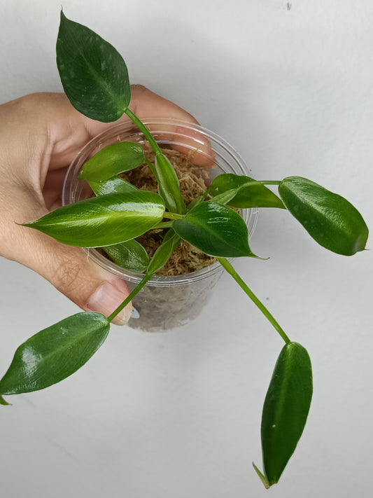 Philodendron Spiritu Sancti  SS5