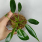 Philodendron Spiritu Sancti  SS8