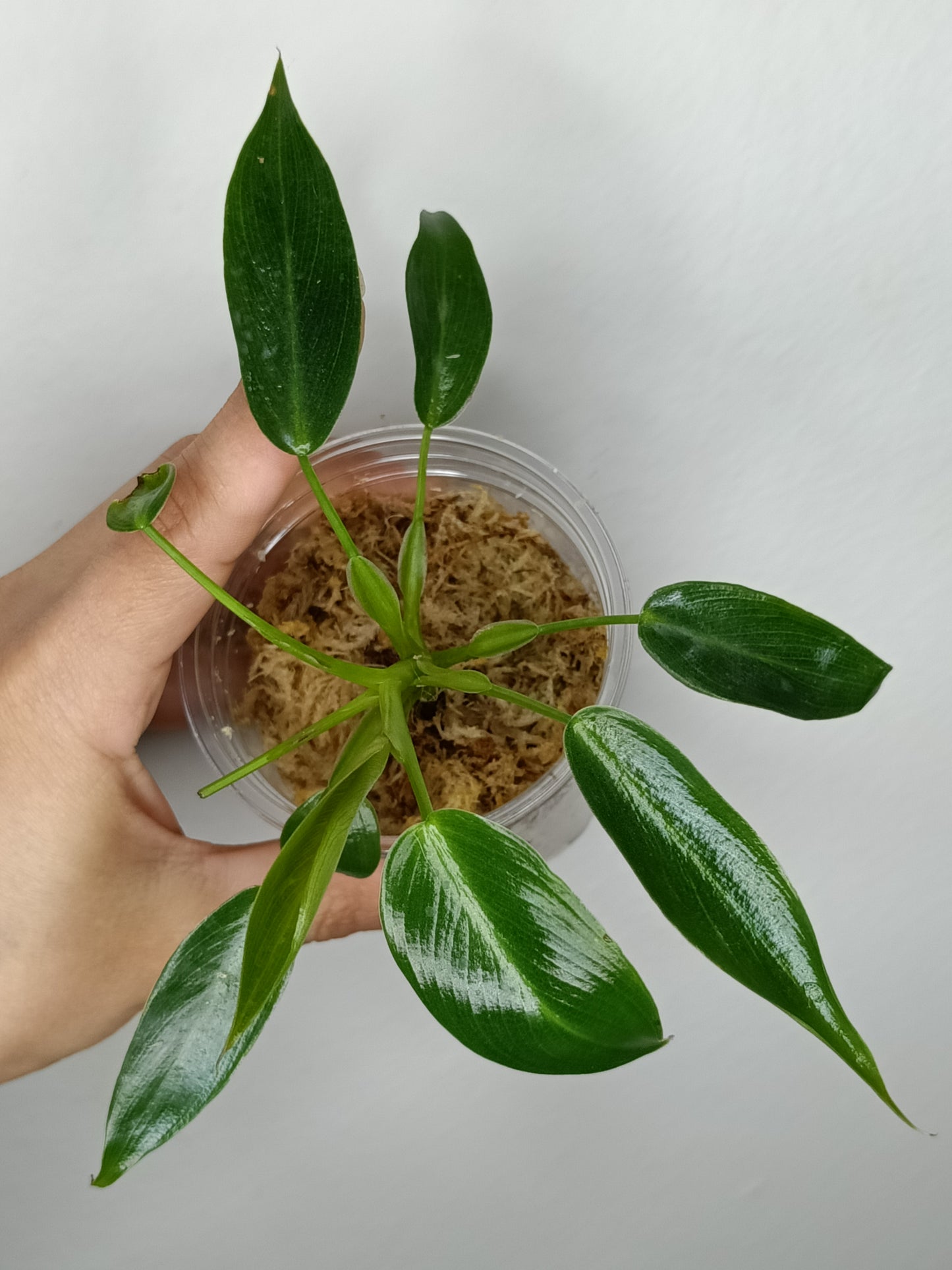 Philodendron Spiritu Sancti  SS8