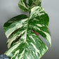 Monstera Albo M1-Stacey Knight