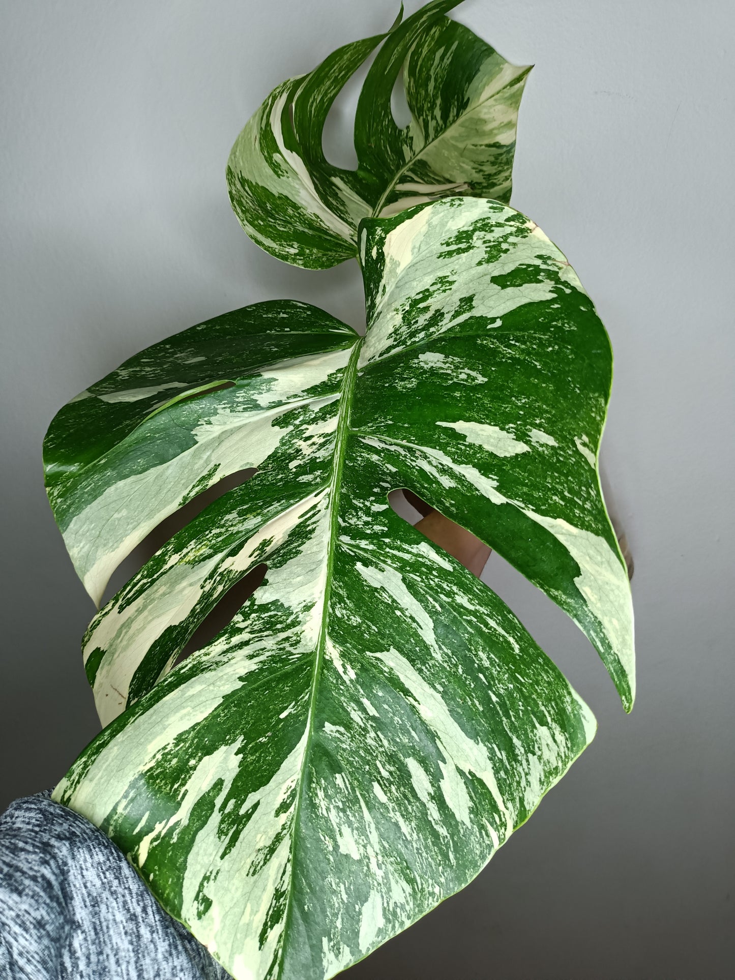 Monstera Albo M1-Stacey Knight