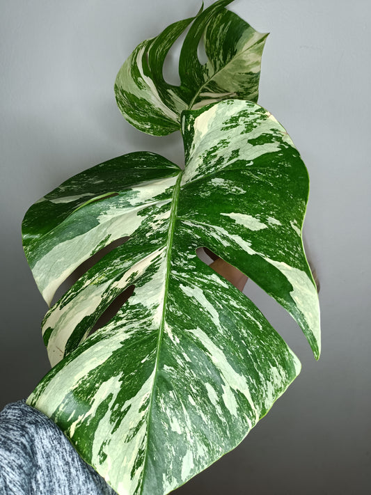 Monstera Albo M1-Stacey Knight