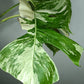 Monstera Albo M1-Stacey Knight