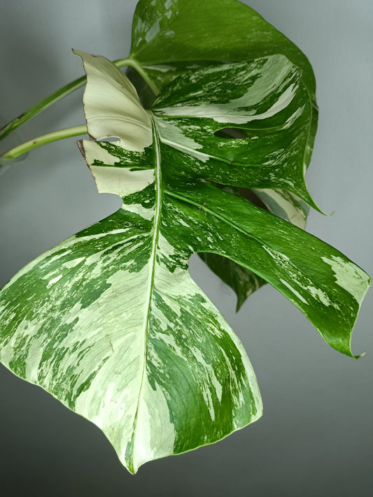 Monstera Albo M1-Stacey Knight