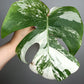 Monstera Albo M3- Shalon Willbanks