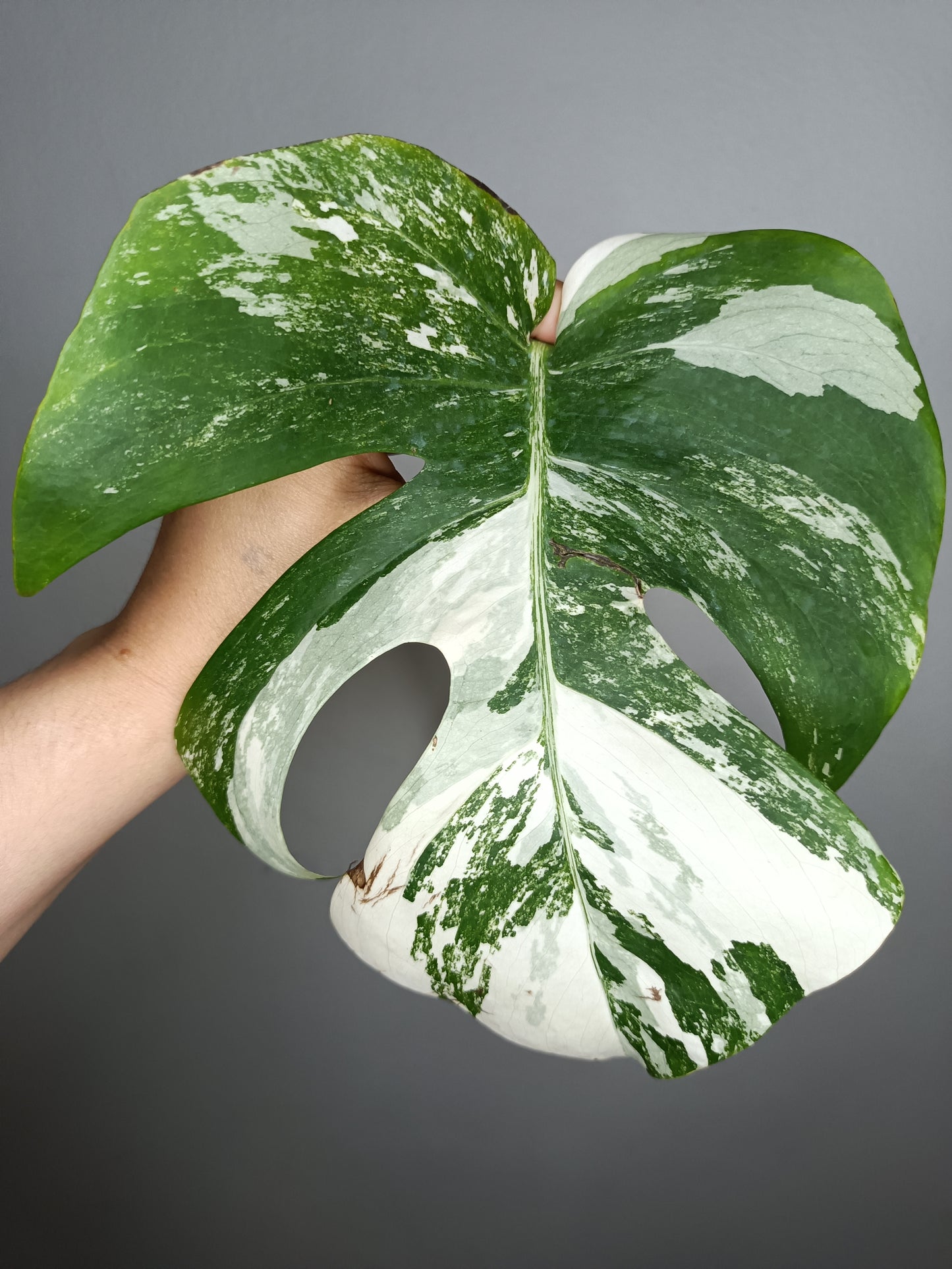 Monstera Albo M3- Shalon Willbanks