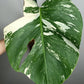 Monstera Albo M4-Jessica Rahal