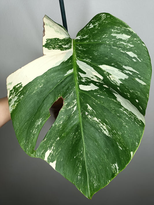 Monstera Albo M4-Jessica Rahal