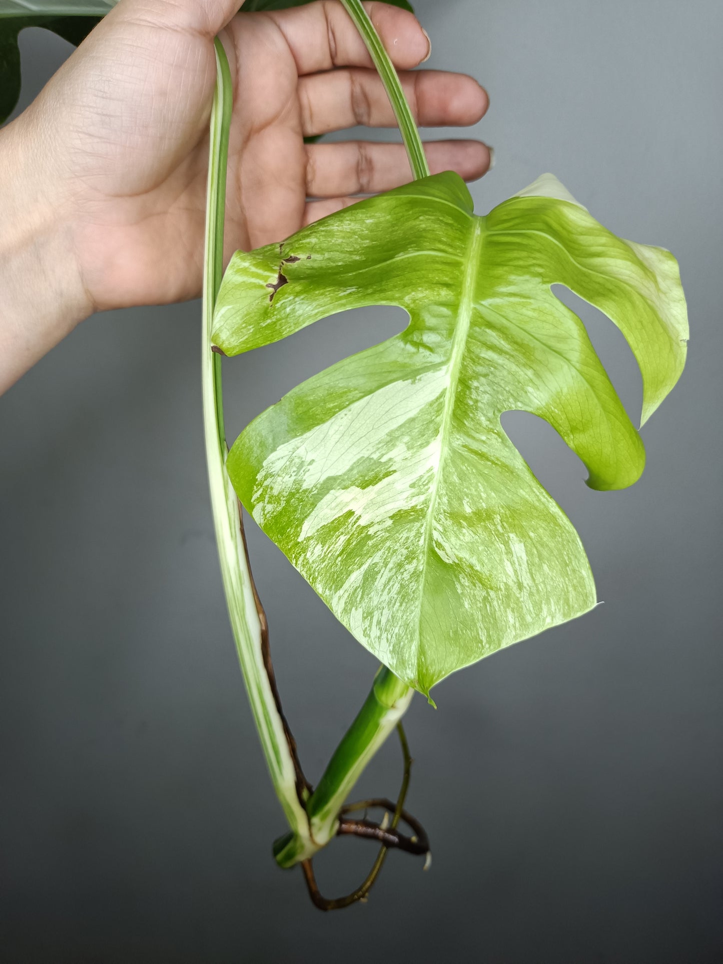 Monstera Albo M6- Elizabeth Evangelista