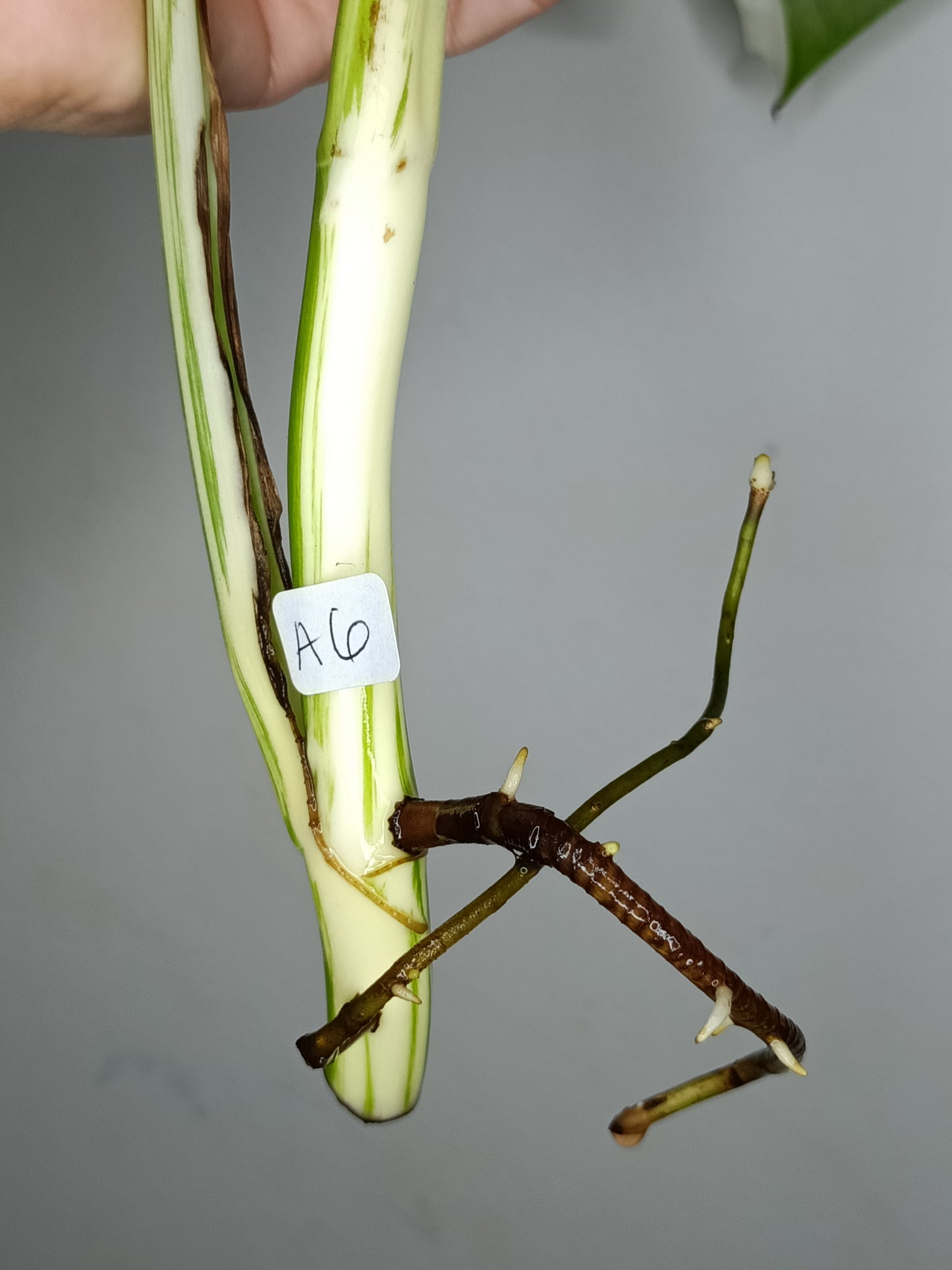 Monstera Albo M6- Elizabeth Evangelista