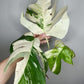 Monstera Albo M7-Tiffany Chew Jubran