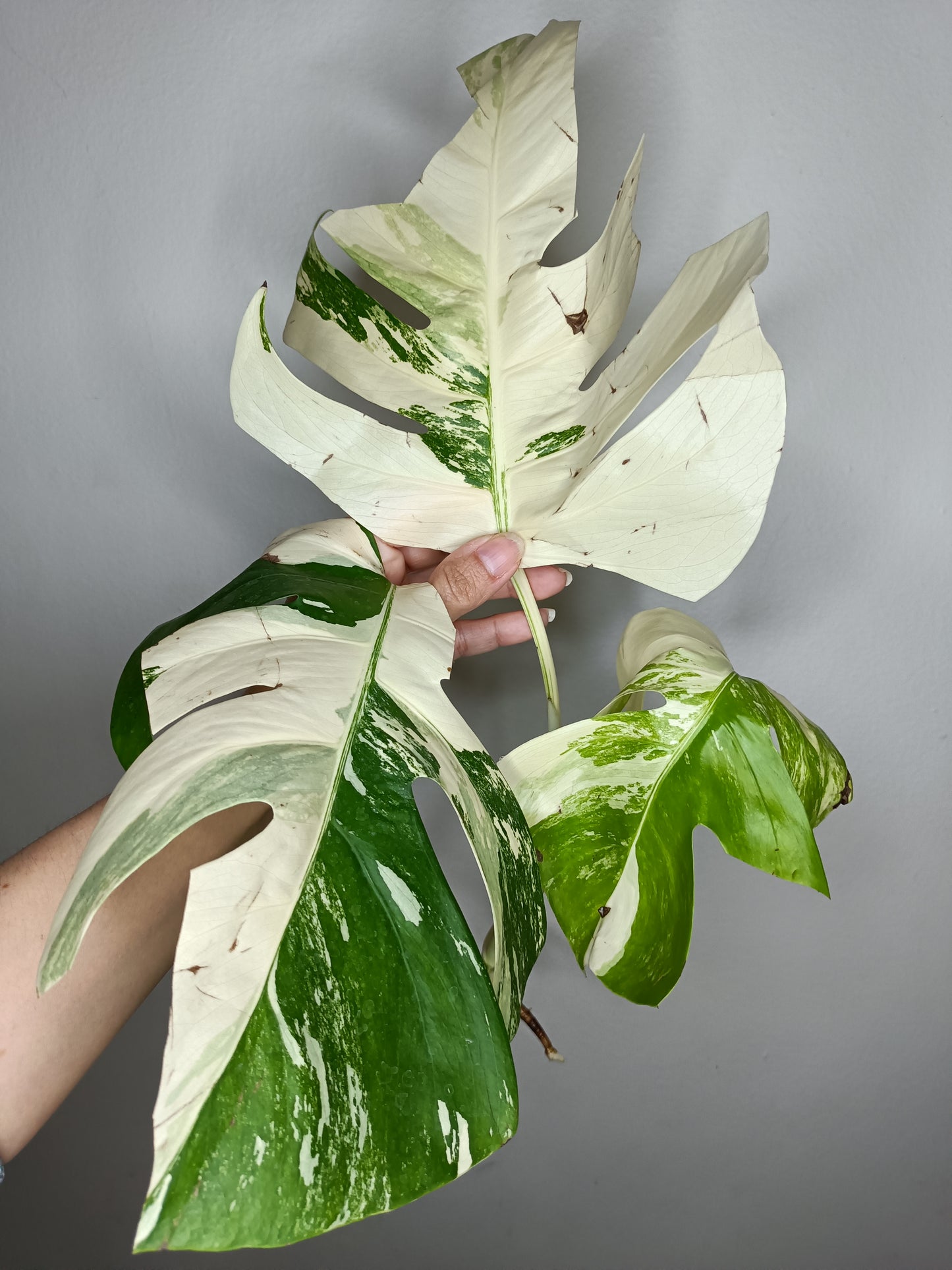 Monstera Albo M7-Tiffany Chew Jubran