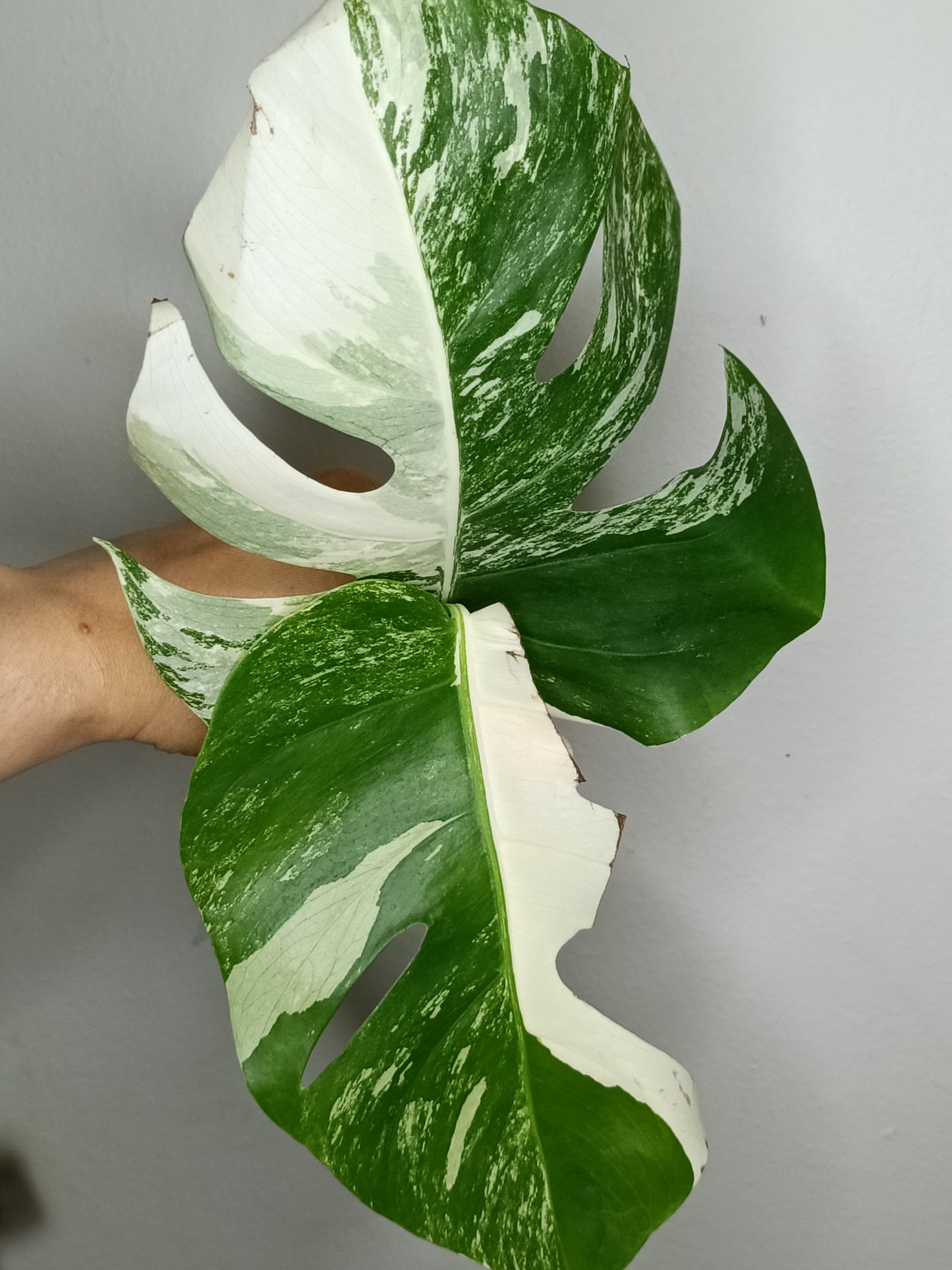 Monstera Albo M8- Elizabeth Jane Knight